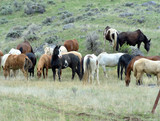 Fototapeta Konie - Ranch horses are at rest during a trek up the m ountain to the home ranch.