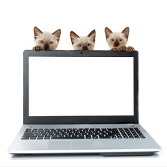 Laptop with blank screen on white table with kittins. Cut cats. Pats on white background. Сoncept on help and technical support.