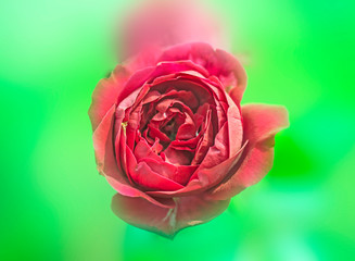 Canvas Print - Red rose on christmas