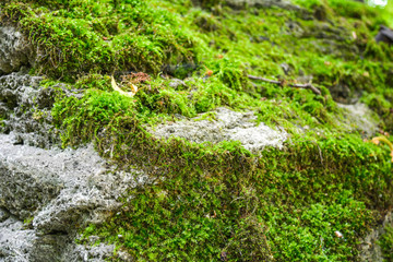 Moss-covered stone. Background of moss and lichen covered old rough stone