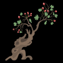 Isolated Vector Illustration. Stylized Deciduous Tree With Red Berries In Summer Or Fall. Hawthorn In Autumn. On Black Background.