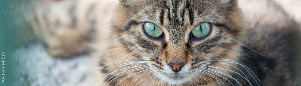 Beautiful homeless cat with green eyes. - obrazy, fototapety, plakaty 
