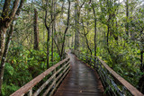 Fototapeta Do pokoju - Corkscrew Swamp Sanctuary Audubon Florida