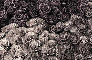 Wall Mural -  dark black and white roses. a lote of close-up roses.