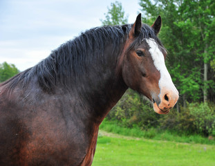 Wall Mural - Portrait of a Clydesdale Horse on the Alberta Prairie