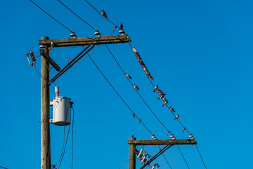 a flock of pigeons resting on the electric wires between poles in the city under clear blue sky on a sunny day