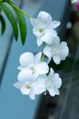 beautiful orchid flower in bloom