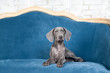 Luxury chic dog Weimaraner puppy portrait in a luxurious interior