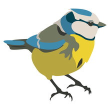 Eurasian Blue Tit Bird. Cyanistes Caeruleus. Flat Cartoon Style. Isolated Vector Illustration.