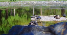 Ducks, Coots And Turtles Together On A Rock In A Pond