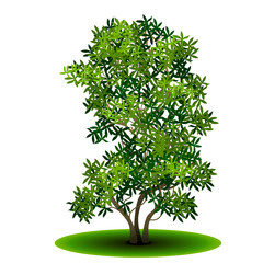 Wall Mural - detached tree passionflower with green leaves