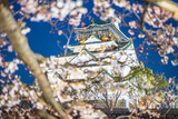 Fototapeta Boho - Osaka castle with full bloom cherry blossom beauiful Sakura tree at japan cherry blossom  forecast pink asian flower perfact season to travel and enjoy japanese culture idea long weekend relax