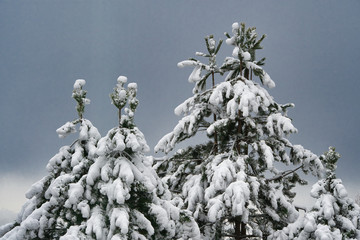 Sticker - 2019-02-09 SNOW CAPPED EVERGREENS ON MERCER ISLAND