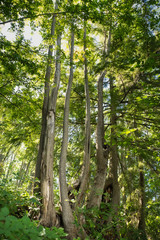 Poster - 2019-07-25 TREES ON MERCER ISLAND IN SUMMER