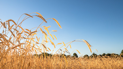 Wall Mural - Wheat field. Blue sky with clouds over wheat field. Ears of golden wheat closeup. Beautiful agriculture background