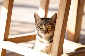 Wall Mural - Brown Thai cat under a wooden table is cute.