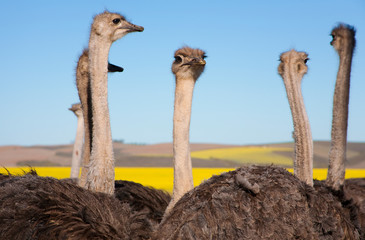 close up of ostriches in canola field, south africa