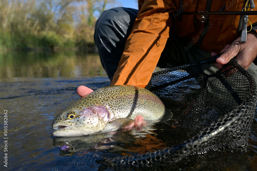 capture of a rainbow trout by a fly fisherman in autumn - obrazy, fototapety, plakaty 