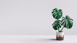 Leinwanddruck Bild - Monstera plant in pot isolated on white background. Minimal tropical leaves houseplant home decor. 3d rendering.