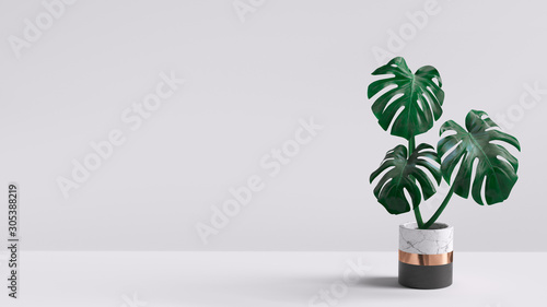 Fotografía Monstera plant in pot isolated on white background