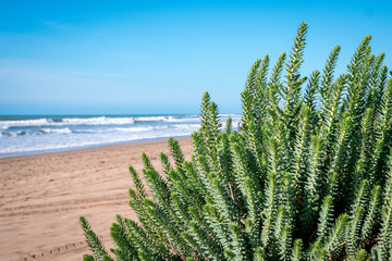 View over dune grass on the Athlantic Ocean cost in Morocco