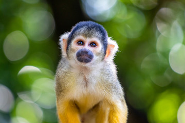 cute squirrel monkey in japan
