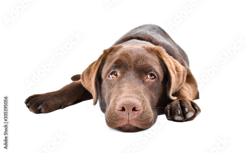 Sad labrador puppy lying isolated on a white background Poster Mural XXL
