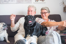 Happy Old Caucasian Senior Couple Have Fun At Home Enjoying Two Dog Pug On The Sofa All Together Like A Big Alternative Family - Retired Lifestyle Concept
