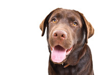 Portrait Of A Beautiful Labrador Puppy, Closeup, Isolated On A White Background