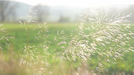 Wall Mural - Dried blades of grass swaying in the wind. Shot against the strong, setting sun. Fall season. Colorful frame