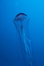 Japanese Sea Nettle Jellyfish On Blue Background