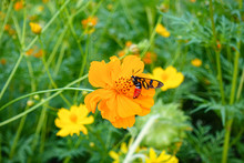 A Honey Bee On Orange Cosmos Flower
