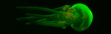 Panoramic Shot Of Jellyfish In Green Neon Light On Black Background