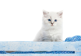 Wall Mural - Ragdoll cat, small kitten portrait. White background