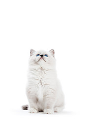 Wall Mural - Ragdoll cat, small kitten portrait on white background