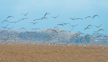Birds Flying Over An Agricultural Area In Sunlight At Fall
