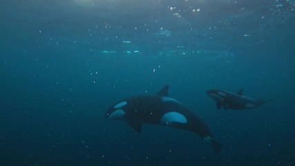 Wall Mural - Wild Orcas Killerwhales mother and baby underwater, aquatic life media