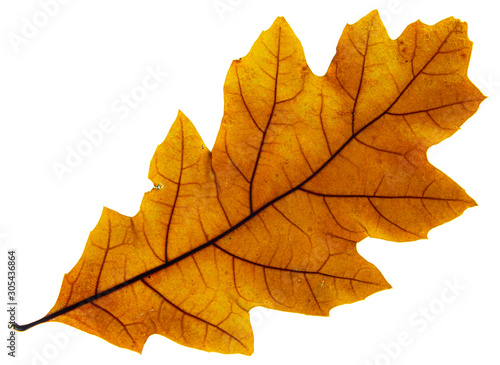 Grossa foglia secca dorata retroilluminata con sfondo bianco - Buy this  stock photo and explore similar images at Adobe Stock | Adobe Stock