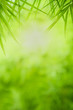 © Dilok - Closeup beautiful view of nature green bamboo leaf on greenery blurred background with sunlight and copy space. It is use for natural ecology summer background and fresh wallpaper concept.