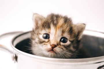 A little curious striped kitten looks out of the pan with sad eyes.