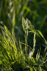 Close up photos of grass