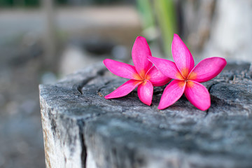 2 pink plumeria flowers