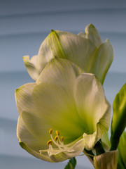 Wall Mural - White Amaryllis flower in full bloom in front of a light gray background