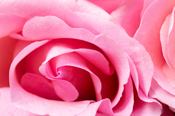 pink rose macro