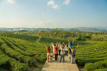 Group Of Fellow Backpackers Come To Stand In The Tea Plantations On The Hills And Admire The Organic Tea Plantations. S