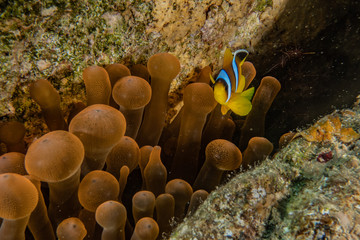 Coral reefs and water plants in the Red Sea, Eilat Israel