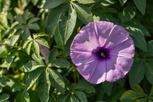 Beautiful Close Up Purple Morning Glories Flower On Ground.