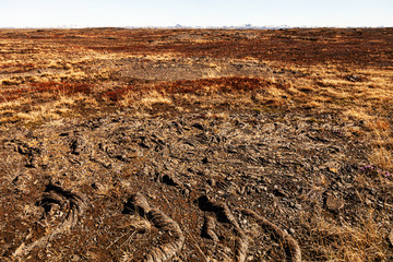 Intertwined tree roots on dry cracked earth on a calm deserted spring landscape of Iceland