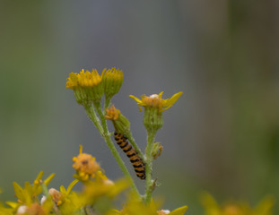 Beautiful brown and orange striped  caterpiller on yellow daisy flower isolated from background.