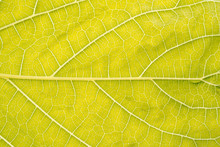 Life Concept Macro Yellow Leaf Texture
